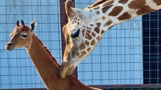 Ein Giraffenbaby ohne Flecken mit seiner Mutter