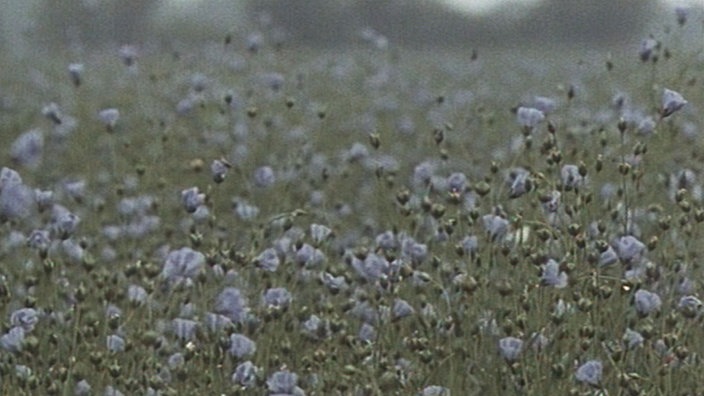 Leinenblüten