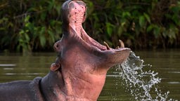 Ein Flusspferd schaut aus dem Wasser und reißt das Maul weit auf