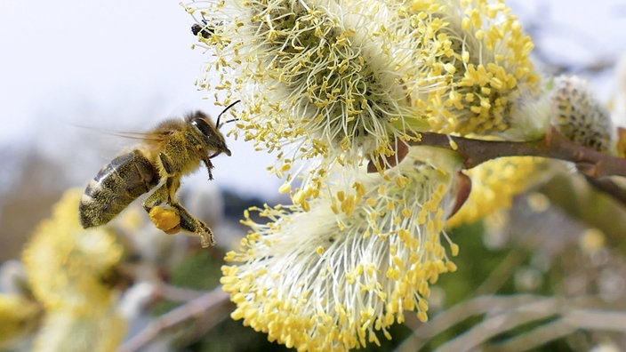 Westliche Honigbiene Apis mellifera während dem bestäuben eines Weidenkätzchens