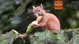 Ein Eurasisches Eichhörnchen sitzt auf einem Fichtenzweig und holt aus einem frischen Fichtenzapfen die Samenkörner heraus.
