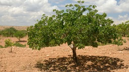 Ein grüner Pistazienbaum steht auf einer Plantage in der Türkei.