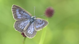 Ein Schwarzblauer Bläuling-Schmetterling sitzt auf einer Wiesenknopf-Blüte und sonnt sich