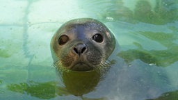 Ein Seehundbaby schaut aus dem Wasser