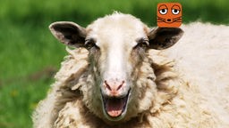 Ein Schaf lacht in eine Kamera