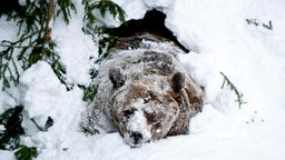 Ein Bär schaut aus seiner verschneiten Höhle