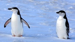 Pinguine