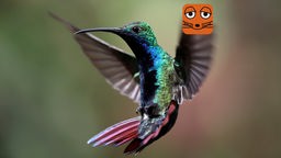 Kolibri im Rückwärtsflug