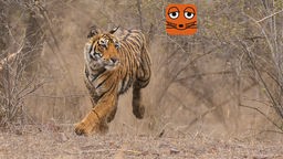 Bengal-Tiger greift aus dem Gebüsch heraus an