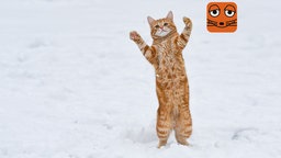 Katze steht auf zwei Pfoten im Schnee