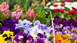 Bunte Mischung an Blumen in einem Gartencenter