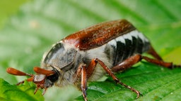 Maikkäfer auf einem Blatt