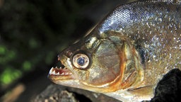 Piranha