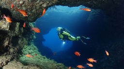 Ein Taucher in einer blauen Unterwasserhöhle beobachtet orangene Fische.