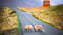 Zwei Schafe überqueren eine Straße in Irland