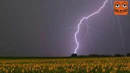 Ein Blitz leuchtet am frühen Morgen über der Landschaft mit einem blühenden Sonnenblumenfeld und schlägt ein