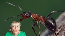 Fotomontage: Auf dem Bild ist eine riesige Ameise in Nahaufnahme zu sehen, die scheinbar mit einer Frau in einem grünen Oberteil interagiert, wobei ihr überraschter Gesichtsausdruck humorvoll wirkt.