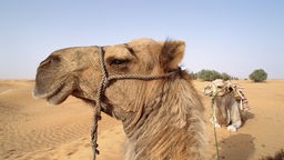 Kamel in Nordafrika