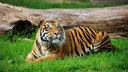 Liegender Tiger