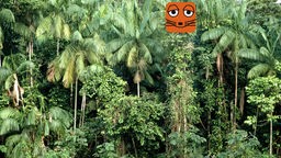 Palmen im Urwald in französisch guayana