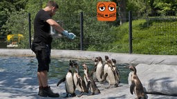 Pinguin-Fütterung im Zoo