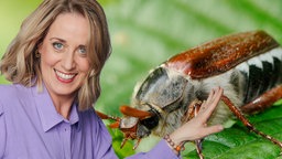 Fotomontage: Mausmoderatorin Verena zeigt auf einen Maikäfer