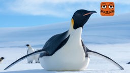 Themenbild Maus zum Hören Pinguin am Südpol