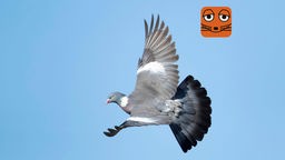 Themenbild MausMix fliegende Taube