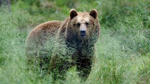 Ein Braunbär steht im hohem Gras.