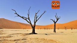 Tote Bäume stehen in der Wüste