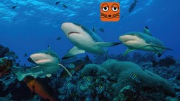 Riffhaie schwimmen nebeneinander dicht über Steinkorallen im Korallenriff