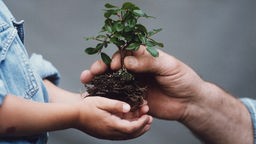 Ein Kind pflanzt eine Pflanze ein