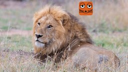 Löwe liegt entspannt in der Savanne