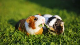 Zwei Meerschweinchen knabbern im Gras an einem Salatblatt