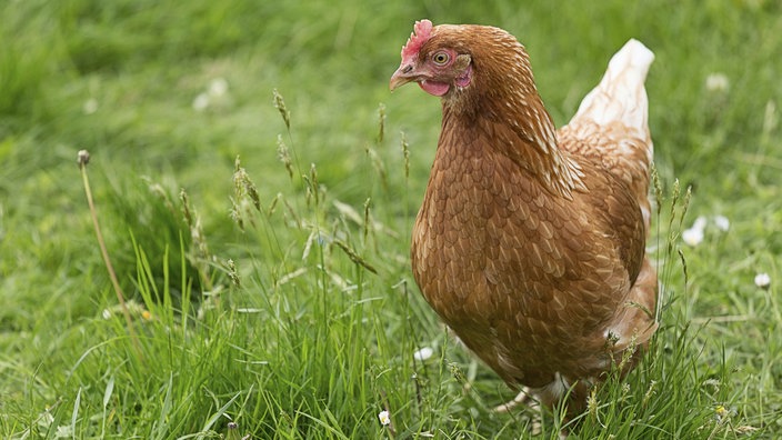 Themenbild Podcast Huhn