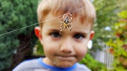 Junge guckt auf Spinne in Spinnennetz