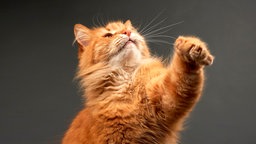 Katze mit erhobener Pfote