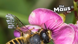 Biene auf einer Blüte
