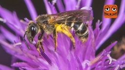 Wildbiene auf Blüte