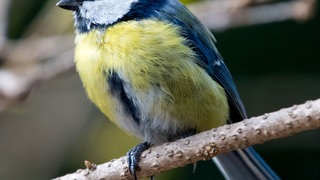 Auf dem Bild ist eine Blaumeise zu sehen, die auf einem Ast sitzt und aufmerksam in die Umgebung blickt.