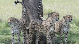 Vier Geparde stehen an einem Baum und markieren ihn mit ihren Schwänzen.