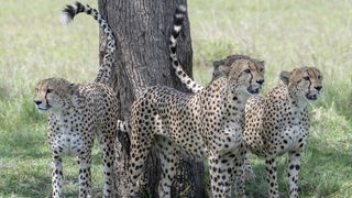 Vier Geparde stehen an einem Baum und markieren ihn mit ihren Schwänzen.