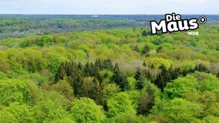 Das Bild zeigt eine dichte, grüne Waldlandschaft aus der Vogelperspektive mit einem Logo "Die Maus" in der oberen rechten Ecke.