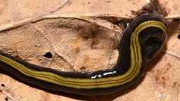 Auf dem Bild ist ein Strudelwurm zu sehen, der sich über ein trockenes Blatt bewegt. Er hat eine glänzende, schwarze Körperoberfläche mit gelben Streifen.