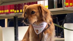 Der kleine, rot-braune Mischlingshund "Little Joe" sitzt vor einem Bücherregal in der Landesbibliothek in Koblenz