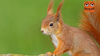 Ein rot-braunes Eichhörnchen
