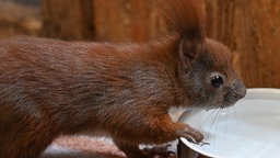 Ein Eichhörnchen trinkt