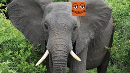 Elefant mit Mauslogo