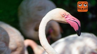 Flamingo Ingo im Berliner Zoo