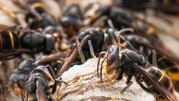 Asiatische Hornissen mit Mauslogo